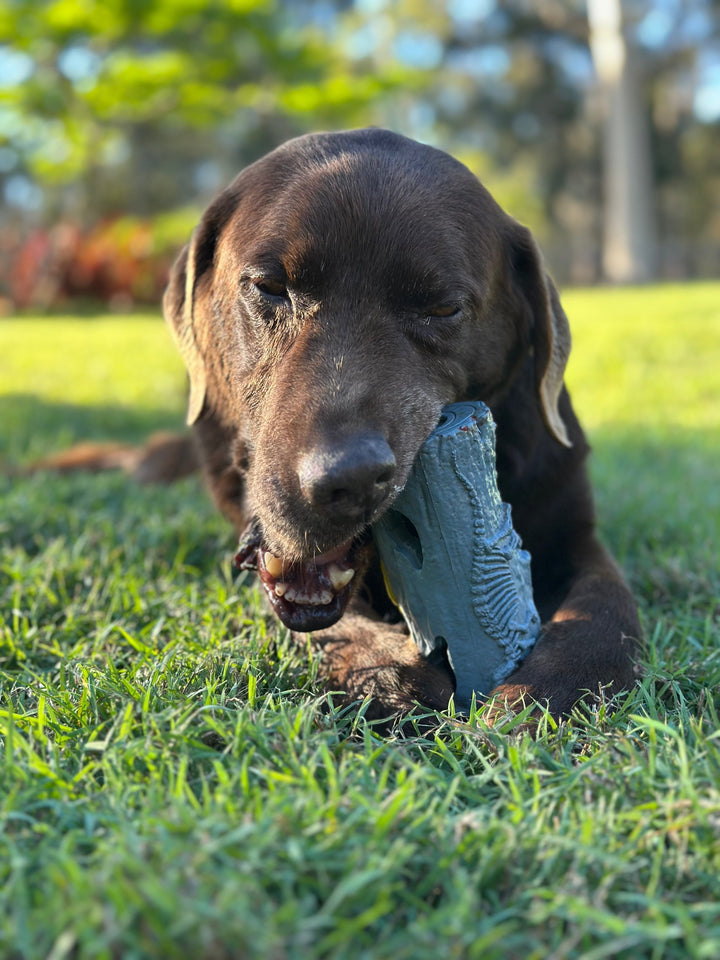 Dog chewing on a Fetch Stick Toy