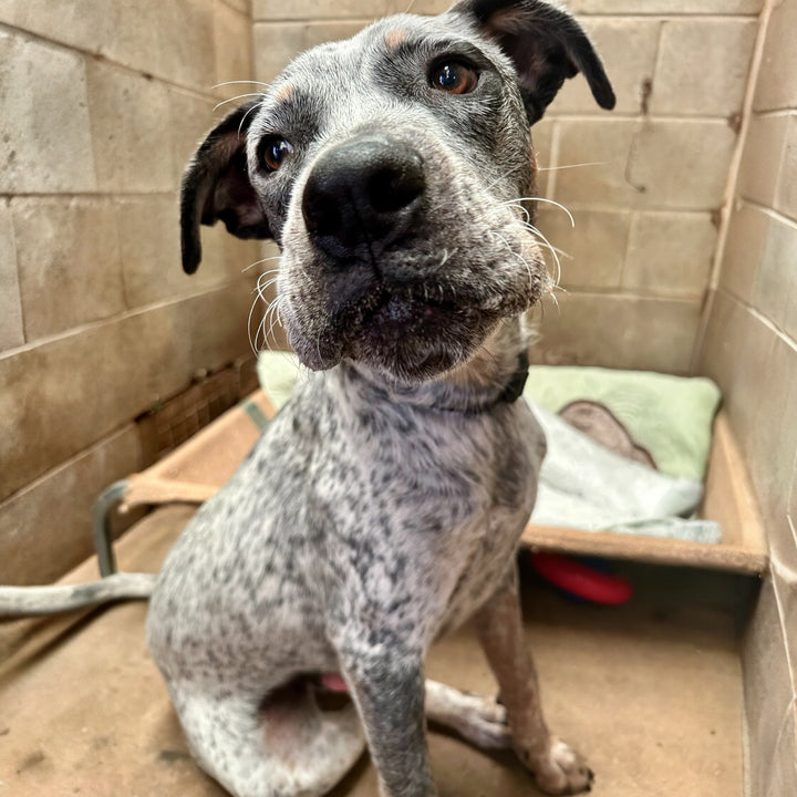 Why Dog Rescue Matters