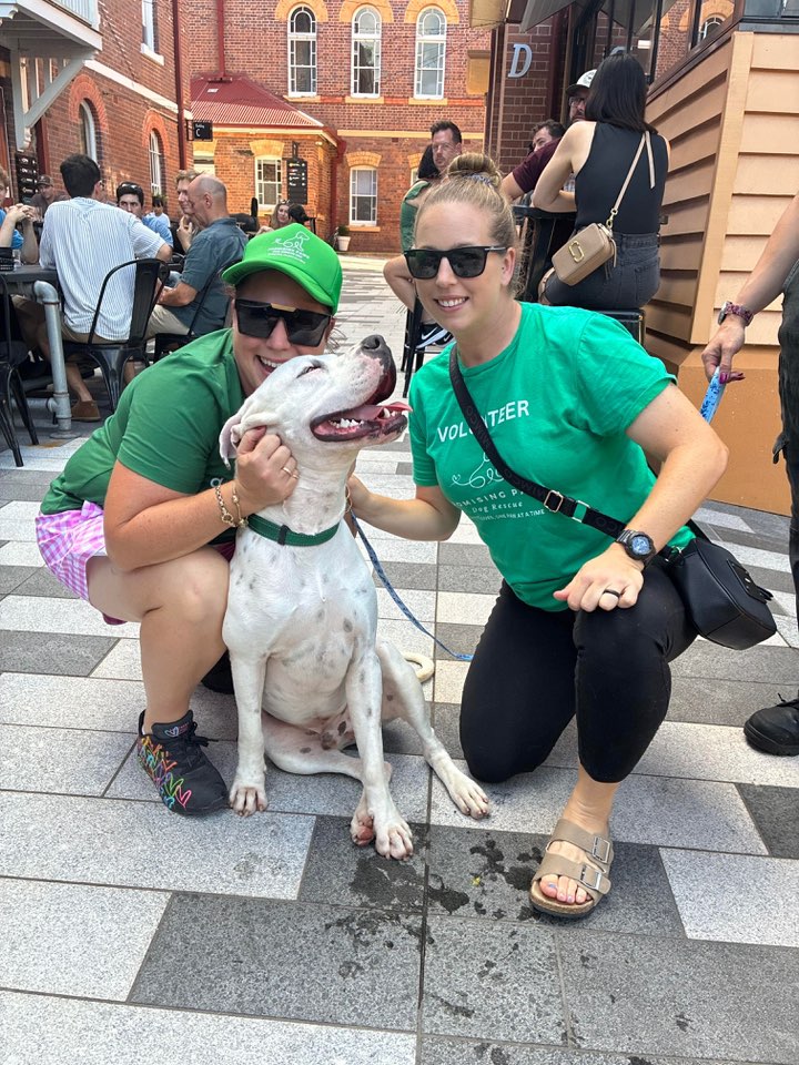 Boogs & Beer: A Tail-Wagging Celebration with Promising Paws Inc.