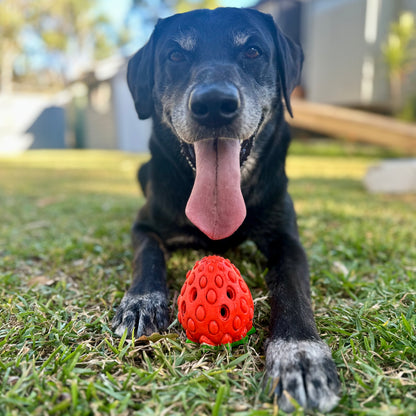 Black dog with a red rubber strawberry toy on grass