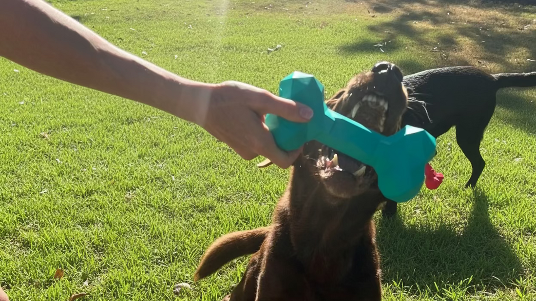 Cute dog about to chomp down on a natural rubber dog bone toy