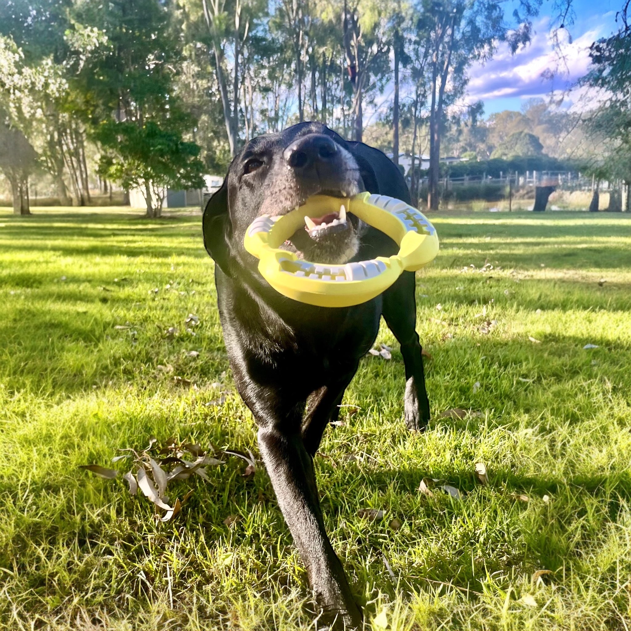 Cute dog playing with a natural rubber Na Na Ring frisbee type dog toy.