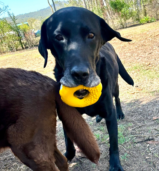 Black dog with a yellow rubber donut dog toy in his mouth.