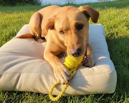 Dog playing with a yellow toy while laying on a dog bed by a pond.