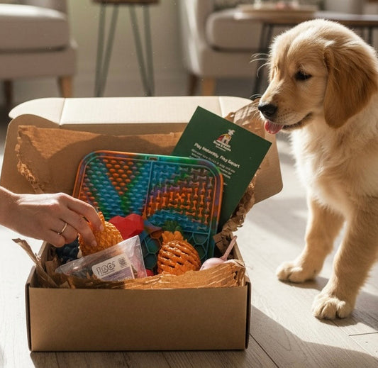 Puppy interacting with a box of pet toys and treats in a home setting