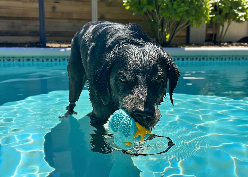 Black dog playing with a toy recycled rubber octopus in a pool