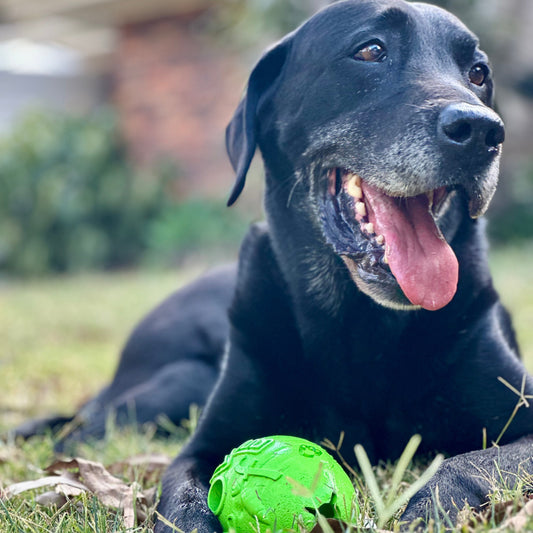 Happy black and white dog laying on the grass with a green rubber radish dog toy.