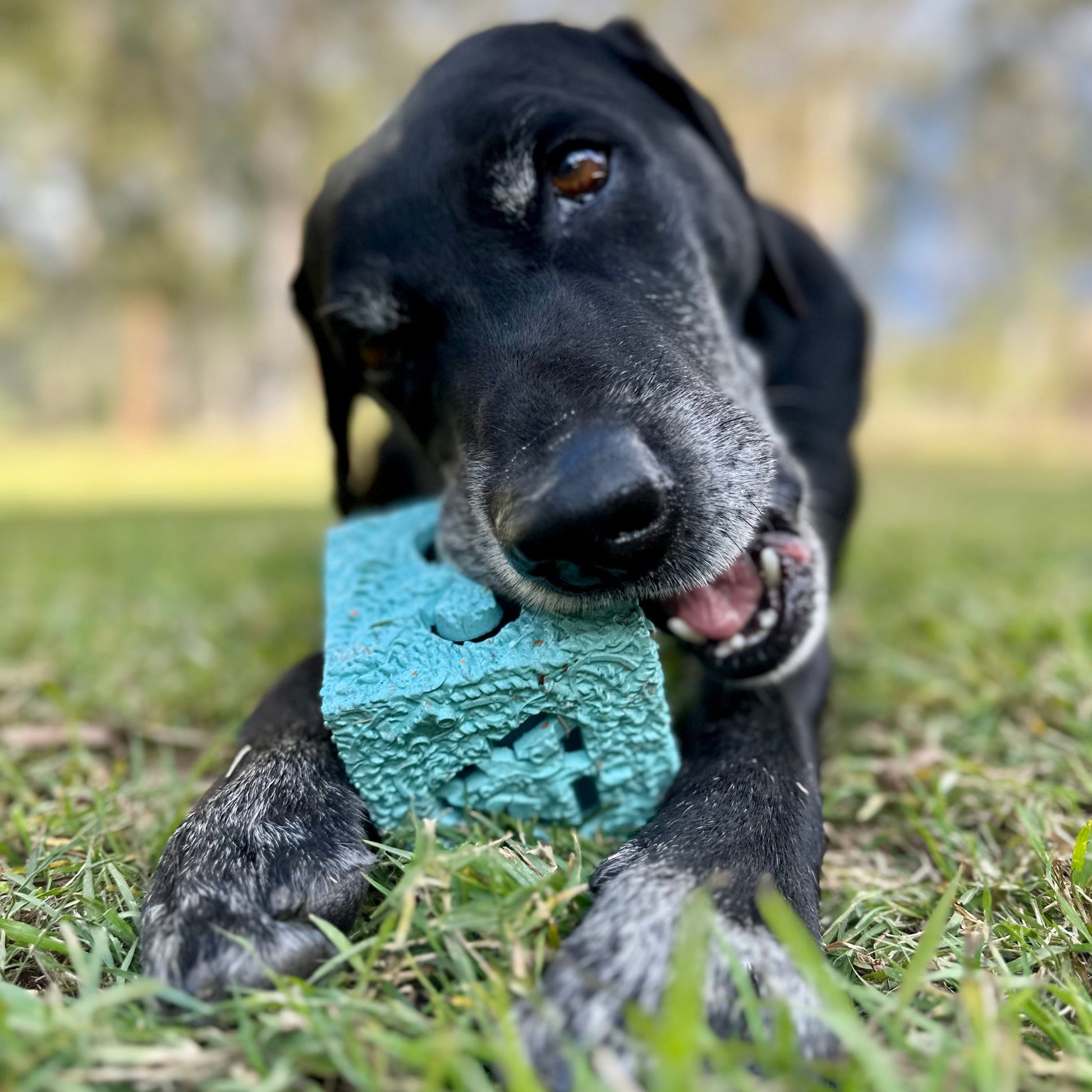 Dog chewing a recycled rubber Cube dog toy