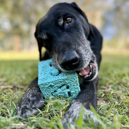 Dog chewing a recycled rubber Cube dog toy