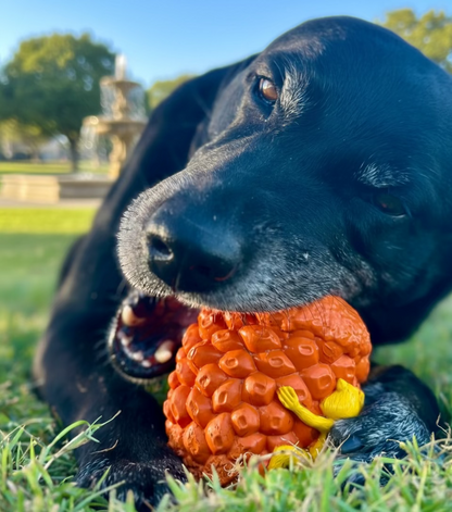 Dog chewing an orange rubber acorn dog toy on the grass. 