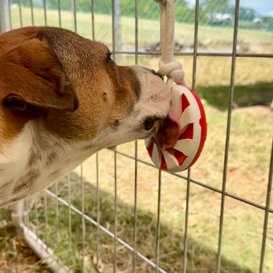 Cute brown and white dog licking a rubber red and white lollypop dog toy.