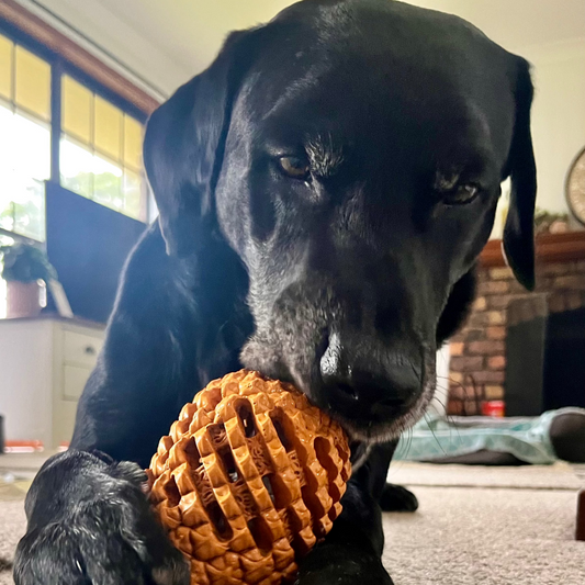 Black dog chewing on an orange rubber pineapple dog toy.