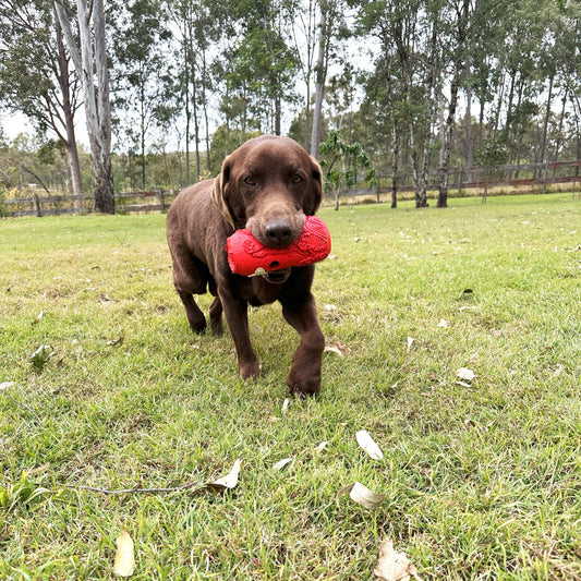 Brown dog with a red rubber soda can toy in his mouth. 