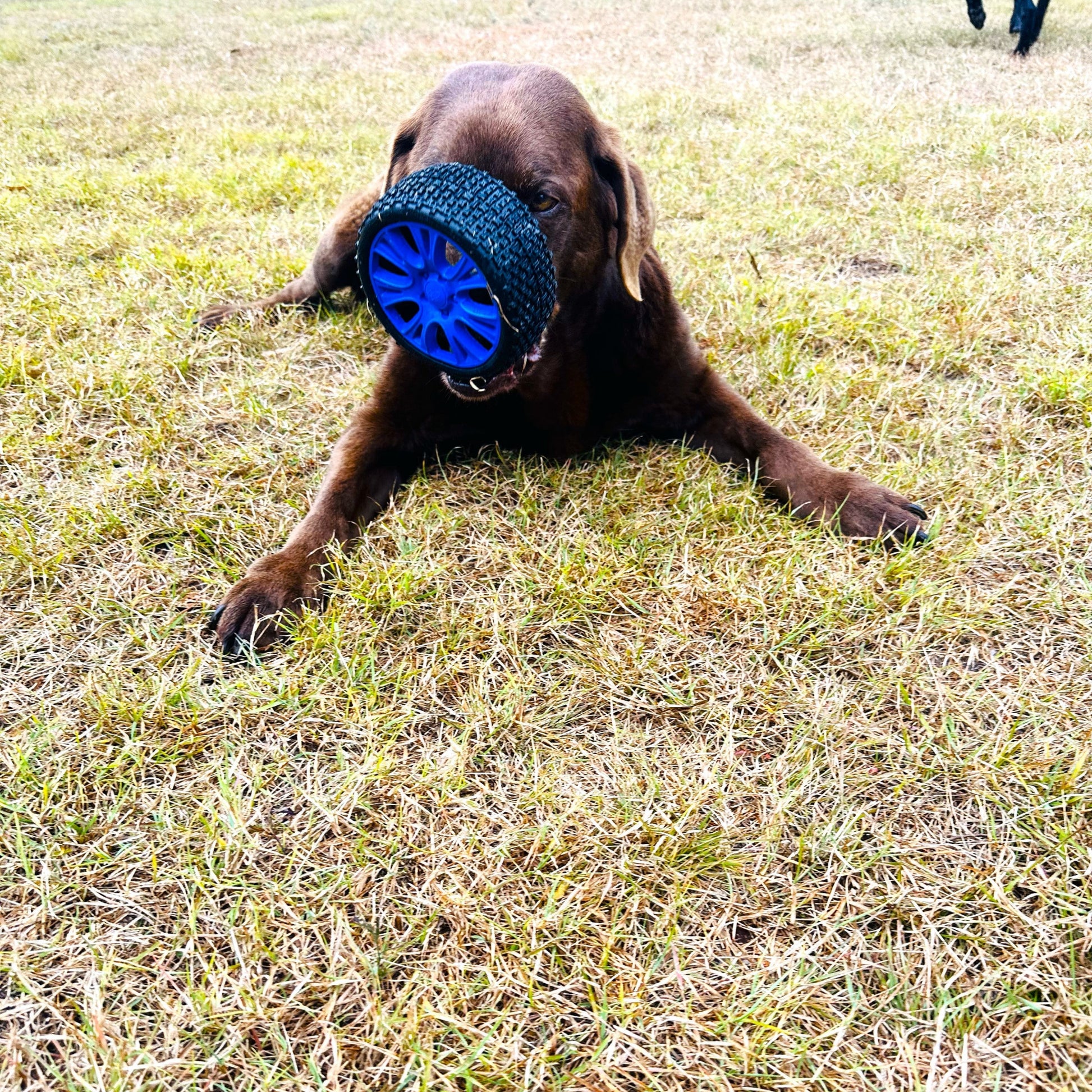 Dog playing with a blue natural rubber tyre dog toy on the grass.