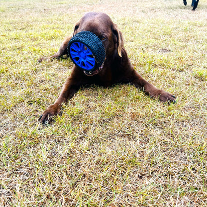 Dog playing with a blue natural rubber tyre dog toy on the grass.