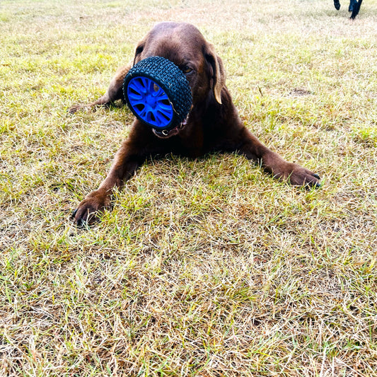 Dog playing with a blue natural rubber tyre dog toy on the grass.