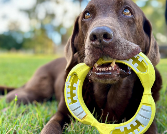 Brown dog laying on the grass holding a yellow rubber Na Na Ring dog toy.