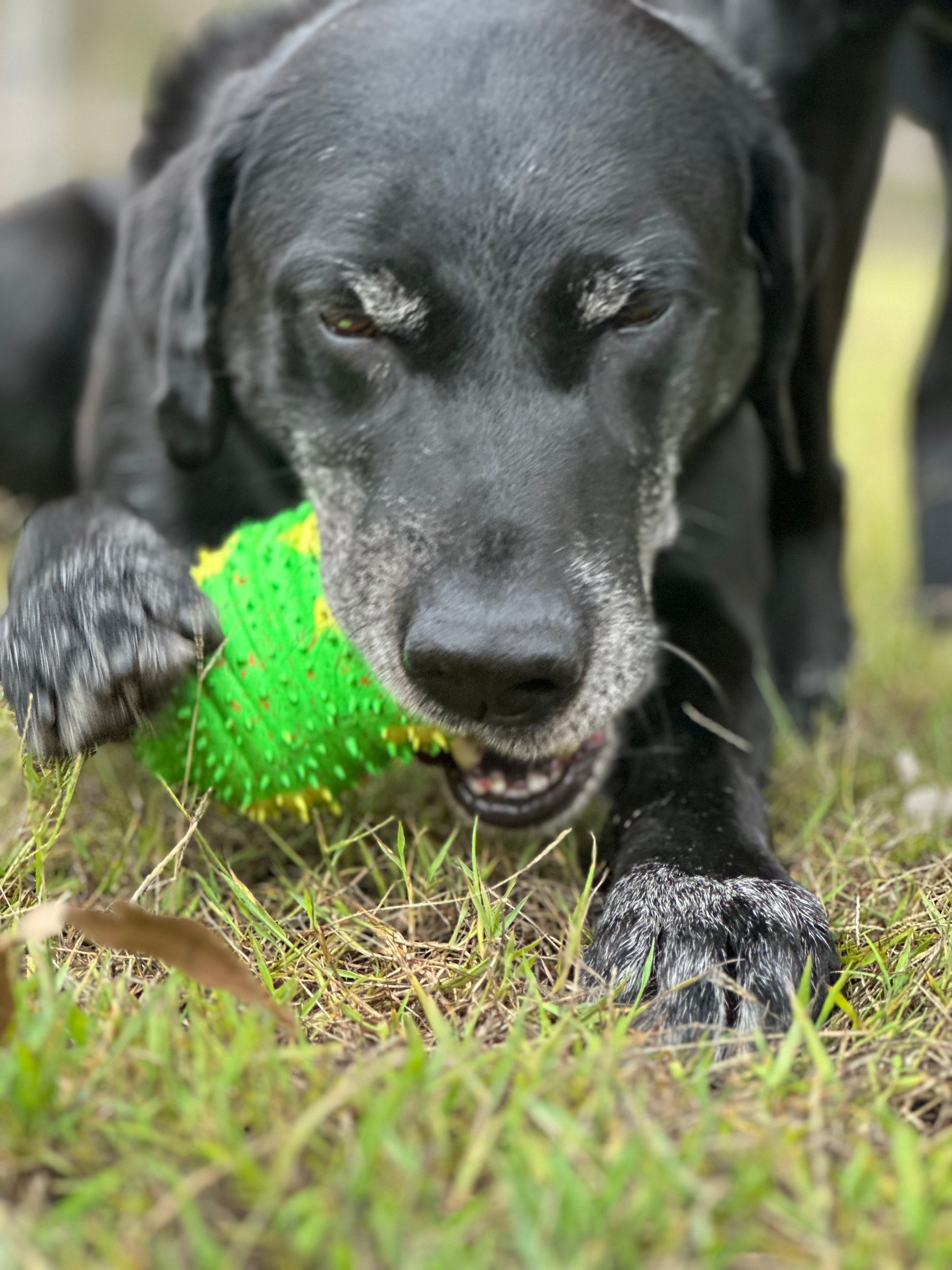 black dog with grey muzzle chewing on green tough rubber toy
