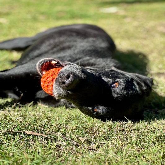 Black dog laying on its side on the grass chewing an orange rubber ball.