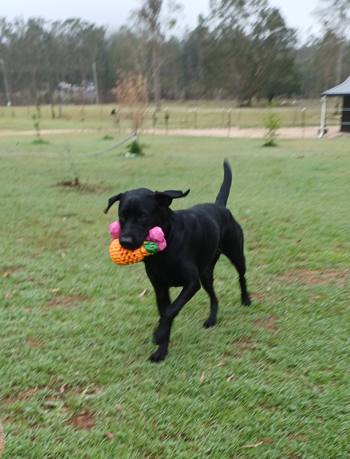 Dog playing with 2 rubber toys.