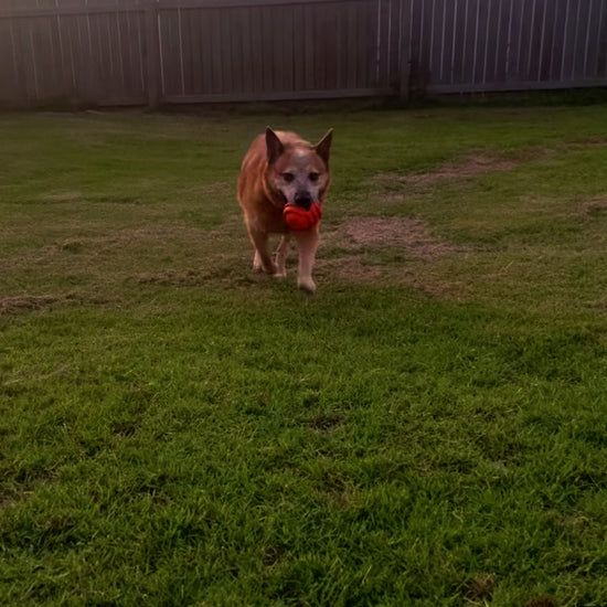 Dog bringing an orange rubber dog toy back to the thrower.