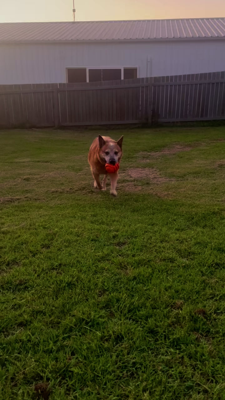 Dog bringing an orange rubber dog toy back to the thrower.