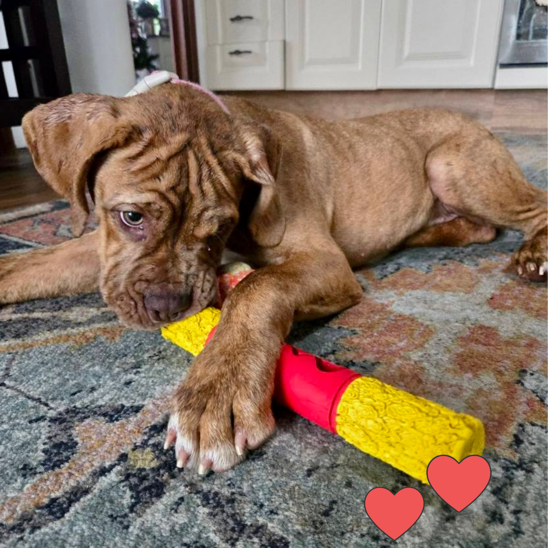 Cute brown puppy playing with a yellow and red rubber flare dog toy.