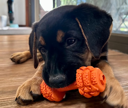 Puppy playing with a small round rubber dumbbell dog toy in orange.